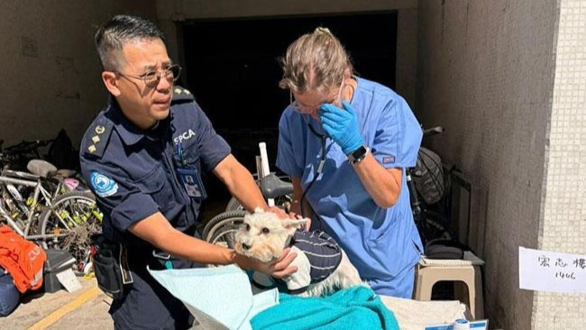 圖：宏福苑5級火丨警方再確認兩隻貓狗遺骸  愛協早前在災場發現一隻生還的狗      資料圖片