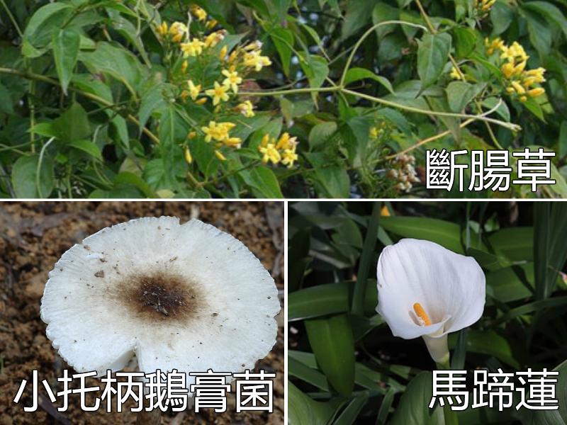 醫管局網上提供有毒植物圖鑑提醒市民小心植物中毒 本地 商業電台1903