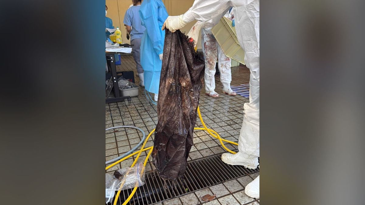 大澳擱淺鯨魚死亡丨漁護署：帆布袋堵塞鯨魚消化系統｜本地｜商業電台881903