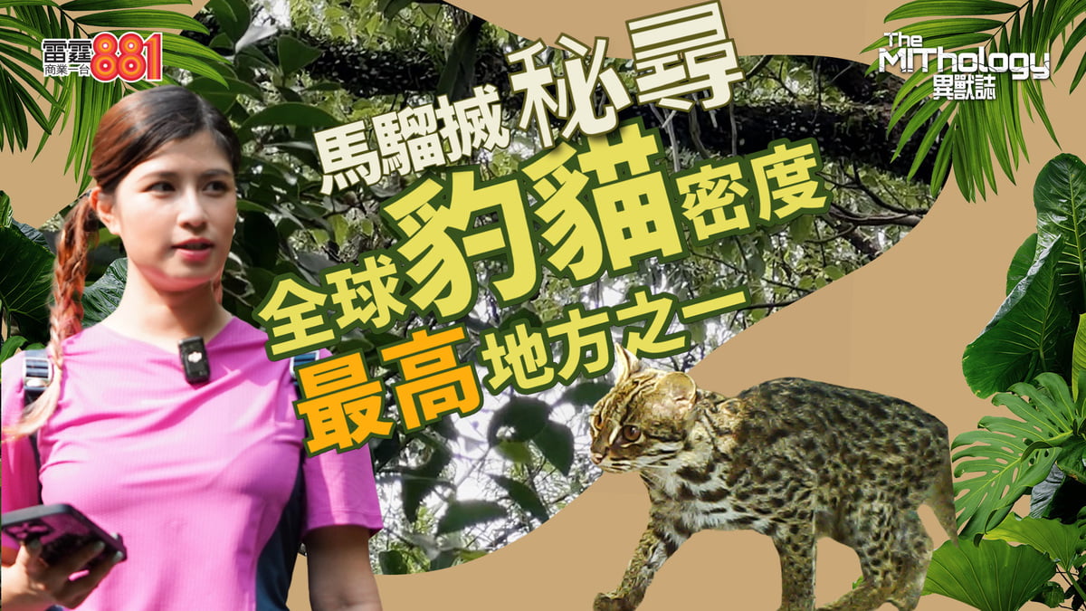 異獸檔案局:豹貓