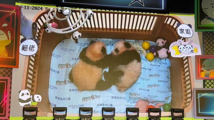 大熊貓龍鳳胎慶祝出生百日安安可可料下月亮相