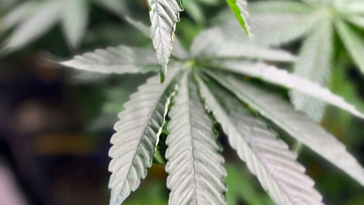 特朗普簽署行政命令放寬大麻管制｜國際｜商業電台881903