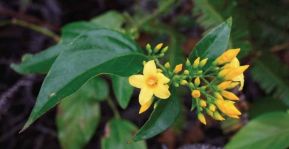 市民飲用懷疑混雜有鈎吻的「五指毛桃」湯水後中毒